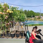 Ruža banksova (Rosa Banksiae) ´LUTEA´ - výška 70-90 cm, kont. C3L 